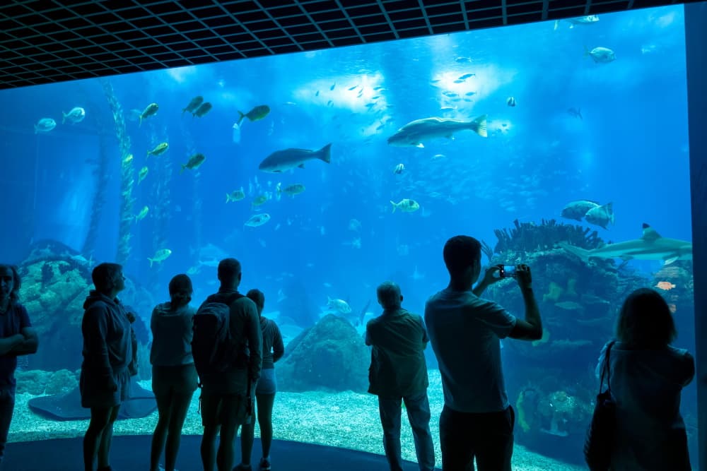 Lisbon Oceanarium