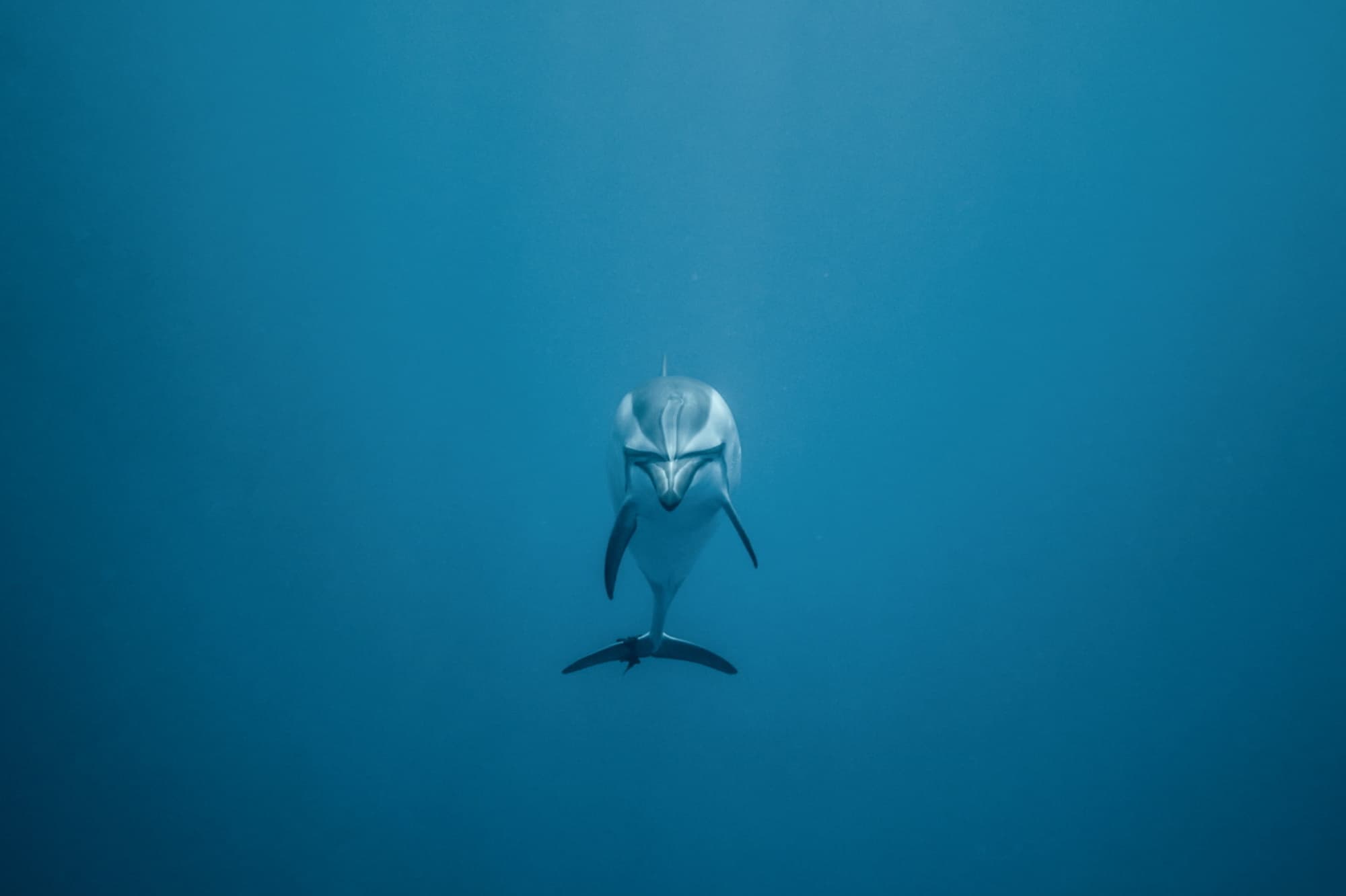 À la Rencontre Des Dauphins